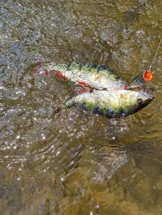 Wist je dat: groepsjagers