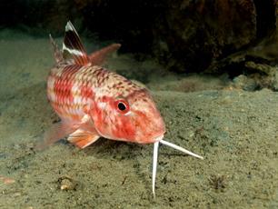 Wist je dat: haringkoning