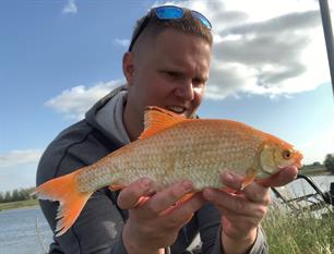 Wist je dat - hoe ontstaan gouden vissen?
