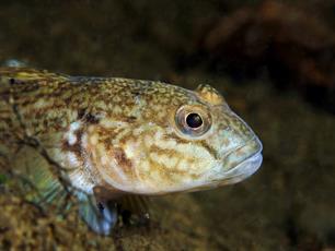 Wist je dat: insluipers