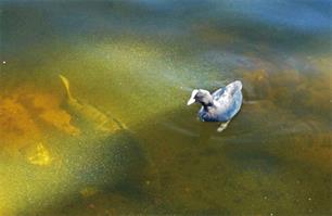 Wist je dat? Karper versus watervogel (video)