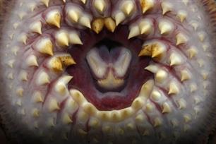 Wist je dat - levend fossiel (de zeeprik)