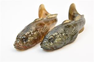 Wist je dat: Levensecht kunstaas