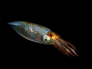 Wist je dat: licht op Loligo (video)