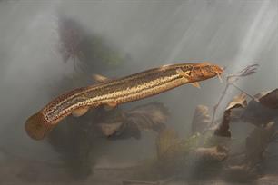 Wist je dat: mudmasters