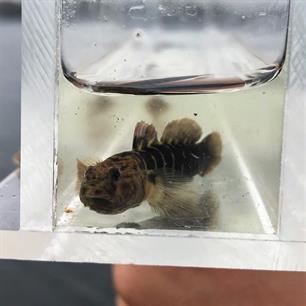 Wist je dat: naakte exoot