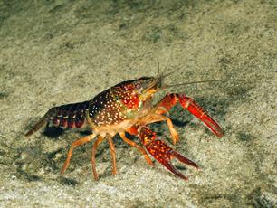 Wist je dat: oprukkende rivierkreeften