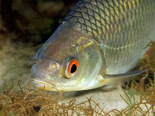 Wist je dat? Overal thuis