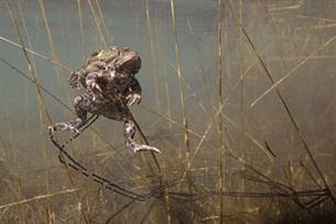 Wist je dat - paddentrek