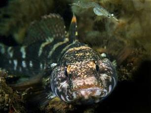 Wist je dat? Paganelgrondel: new kid on the block (video)