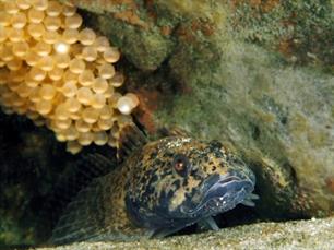 Wist je dat? Rivierdonderpad: onder een steen.