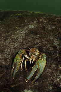 Wist je dat - rivierkreeften overwinteren