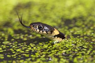 Wist je dat: slangen langs de waterkant