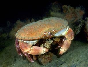 Wist je dat: sluwe nachtjager