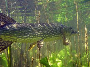 Wist je dat - Snoekonderzoek 'Should I stay or shoud I go'