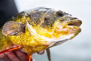 Wist je dat: Spikkelbaars