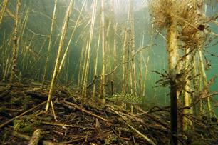 Wist je dat: strepen en vlekken
