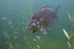 Wist je dat - uit de klei getrokken