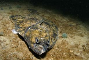 Wist je dat? Van links naar rechts