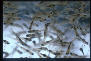 Wist je dat? Visbroed onder vuur.