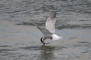 Wist je dat: visdief