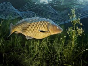 Wist je dat vissen geluid gebruiken om zich te oriënteren?