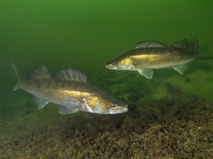 Wist je dat: Vissengeluiden