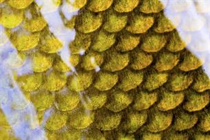 Wist je dat - vissenslijm als antibioticum