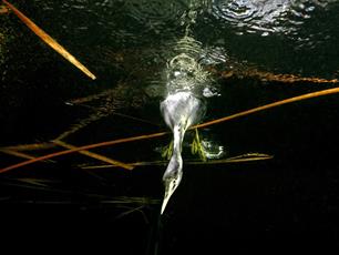 Wist je dat: vogel met zwemdiploma