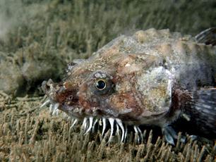 Wist je dat: Vreemde snuiter