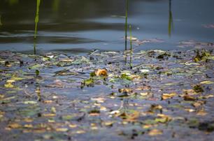 Wist je dat - vuilhoekjes zijn karpermagneten