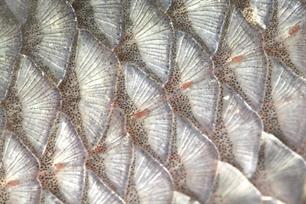 Wist je dat: zijlijnorgaan bij vissen