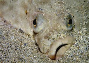 Wist je dat? Zo zien platvissen de bodem (video)