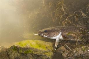 Wist je dat - zoetwaterkabeljauw (kwabaal)