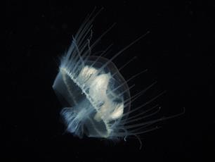 Wist je dat: Zoetwaterkwal