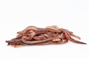 Witvissen - creatief met wormen