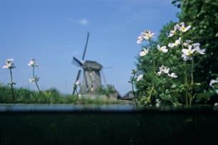 Witvissen: de mooiste waterplanten