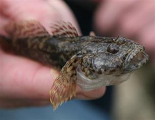 Witvissen: Exotische grondels onder het kantje (video)