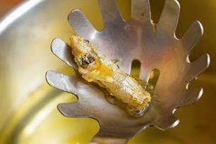 Witvissen: grondel op het menu