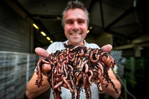 Witvissen: kijkje in een wormenkwekerij