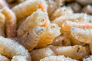 Witvissen: 'made' in Holland