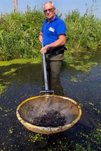 Witvissen - Muggenlarven