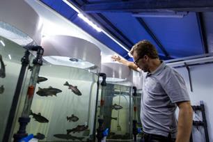 Witvissen: Visvoer 3.0