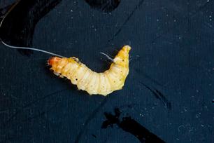 Witvissen: wasmotlarven voor 'groter wild'