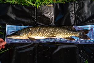 Zó meet je een vis! (video)