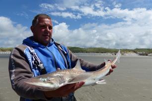 Zeebaars 1 wint, haaien geven geen doorslag