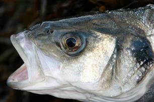 Zeebaars Dicentrarchus labrax