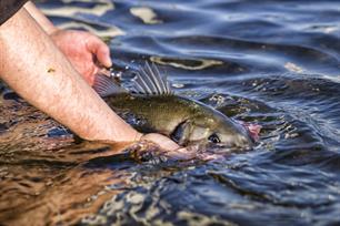 Zeebaarsmaatregelen 2023