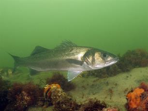 Zeebaarsvissers opgelet