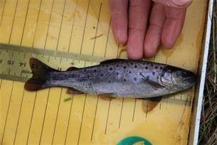 Zeeforel in het Lauwersmeer